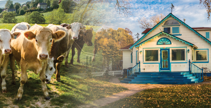 Montage of cattle and a farmhouse.