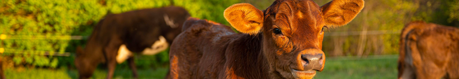 Baby calf with two goats in field