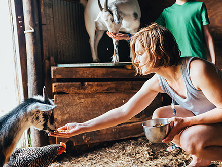 Woman feeding goat in barn