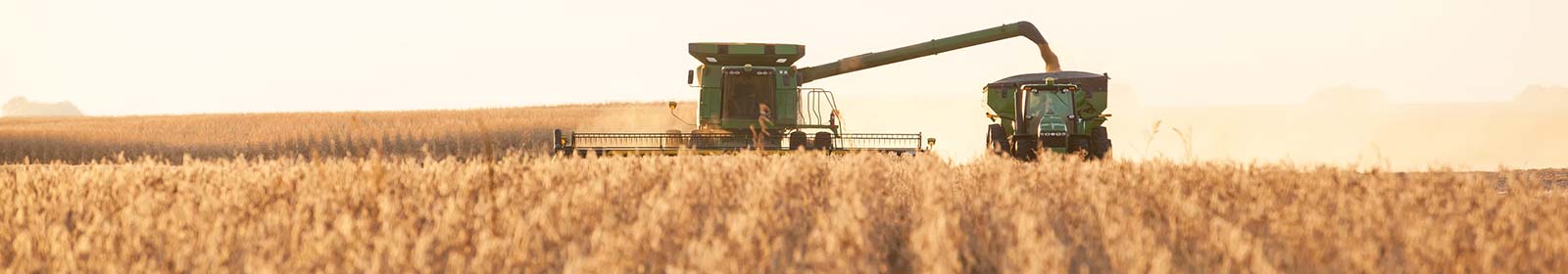 Machine harvesting crop