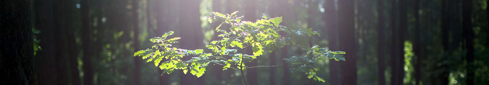 Young oak tree in woods