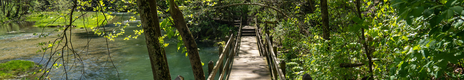 Bridge in the woods