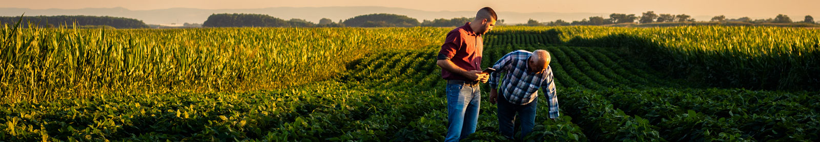 Two farmers looking at crops in field